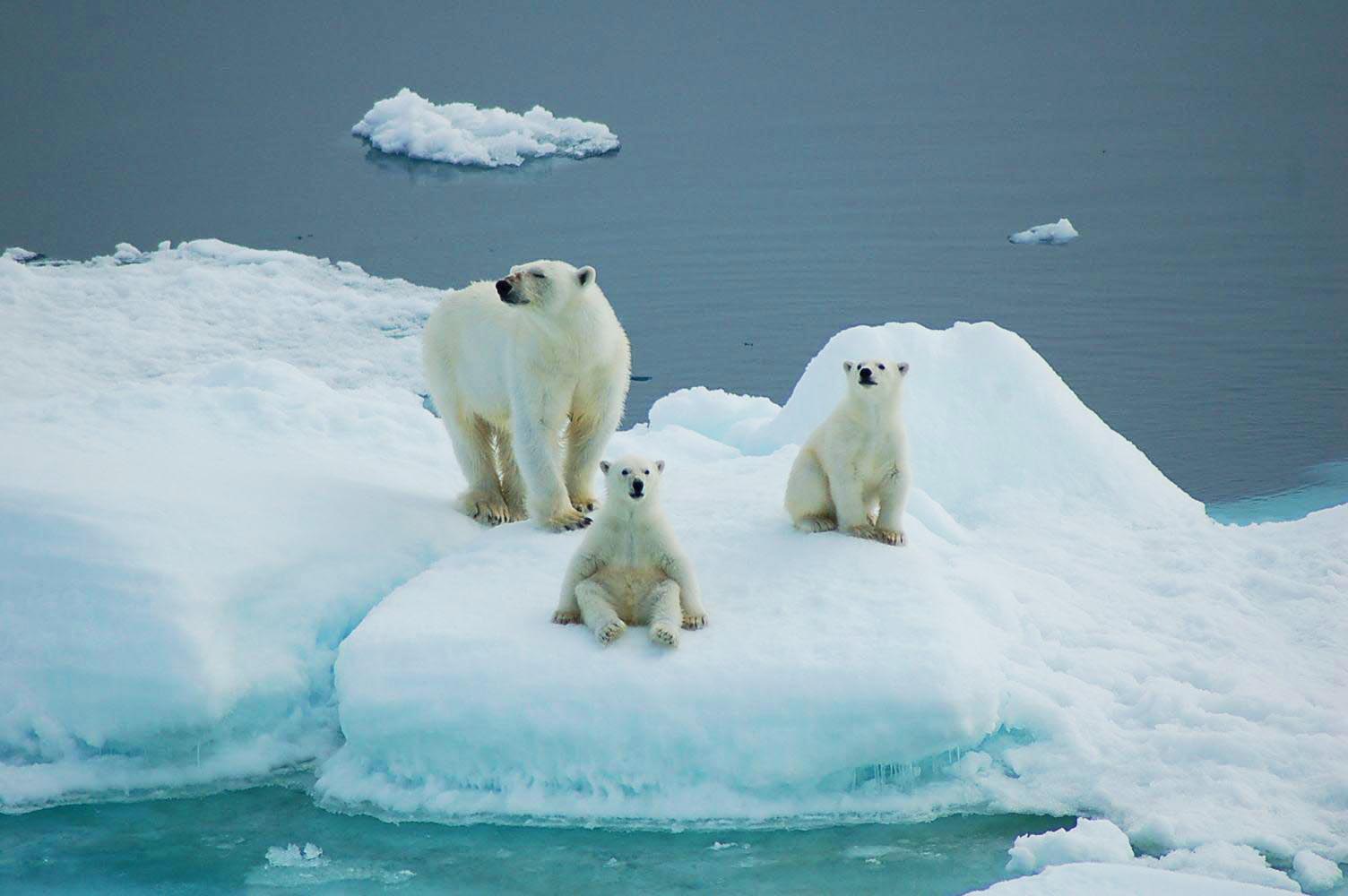 Polar_bears_0.jpg