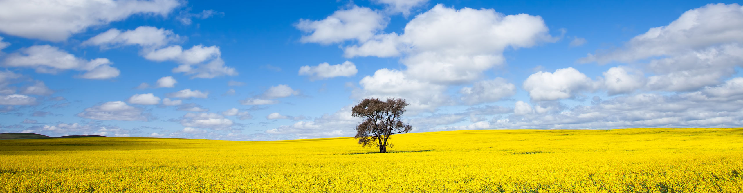 Single tree in a canola field, Clare Valley, South Australia 