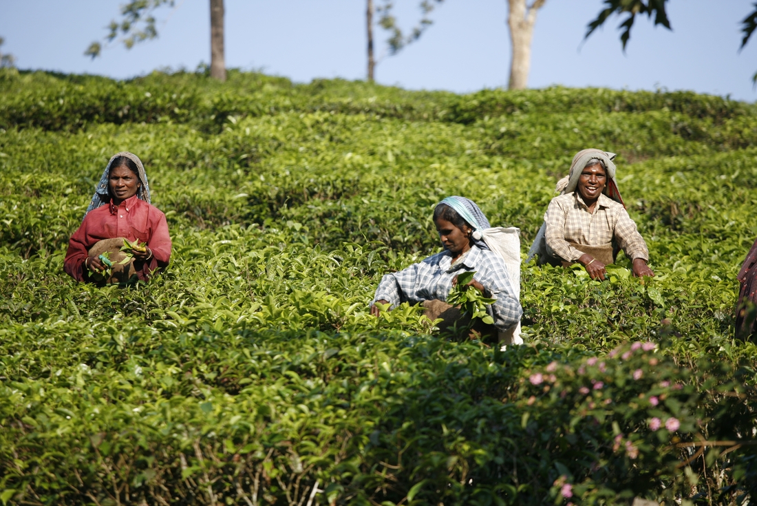 india darjeeling tea plantation women