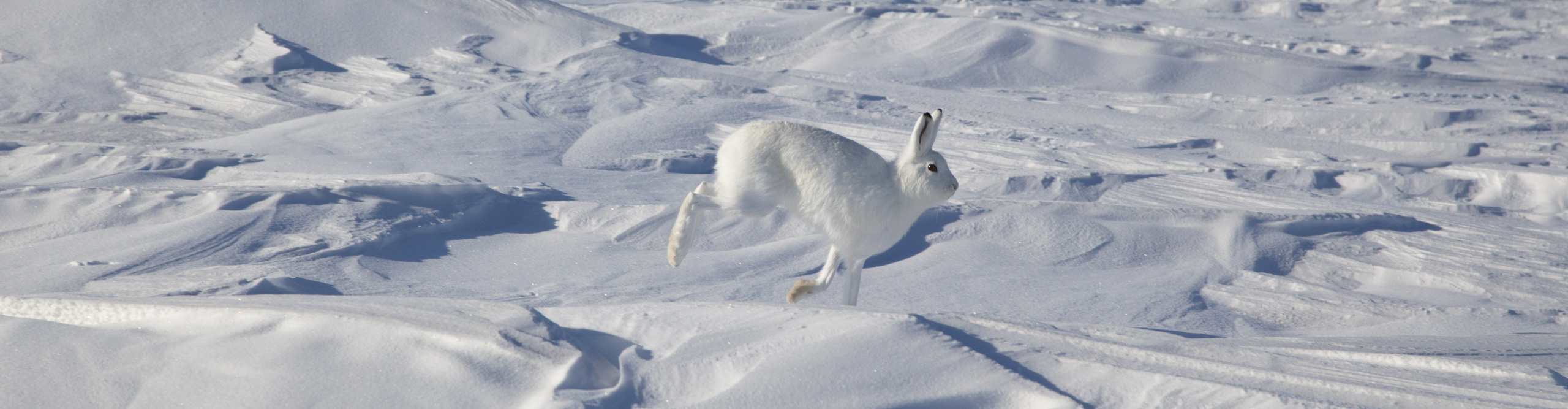 Arctic hare jumping across the snow