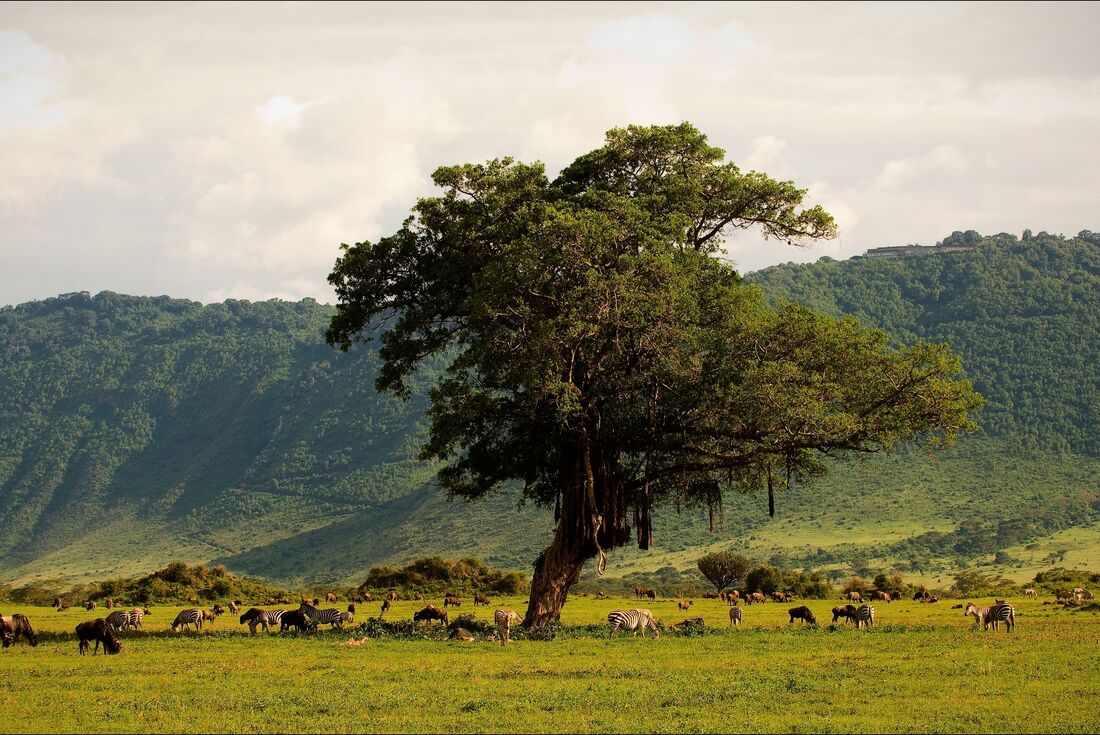 Wildlife graze the Ngorongoro crater in Tanzania