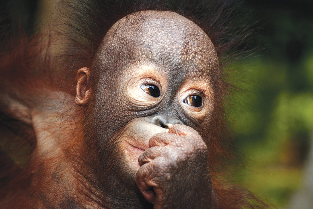 Baby orangutan in Borneo jungle