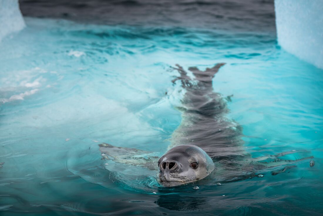 A leopard seal noses out from an iceberg off the coast of Antarctica