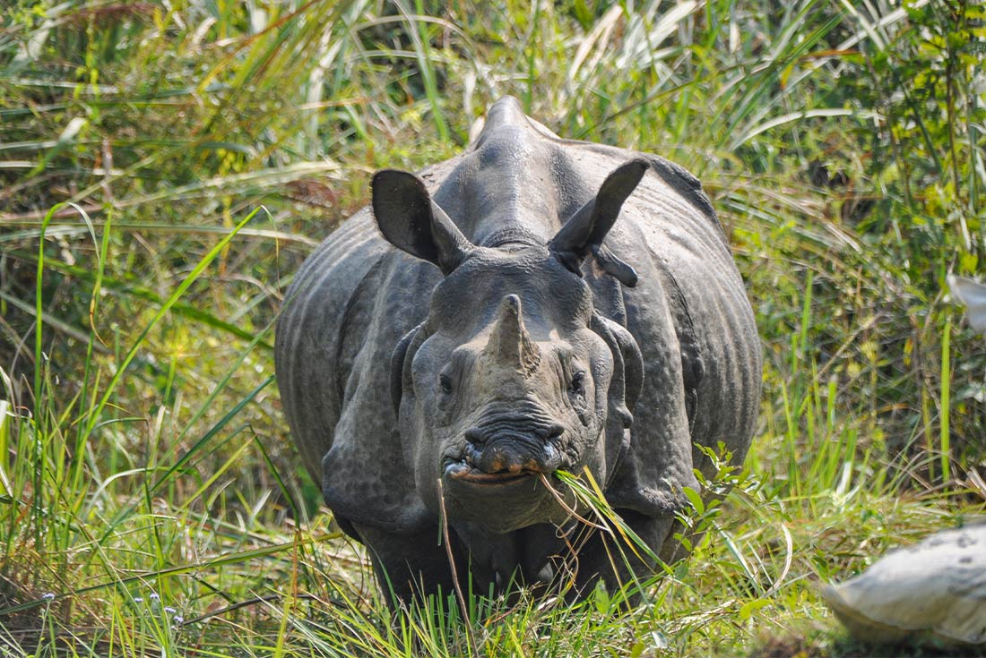 HNPN - Rhino spotting at Chitwan National park safari