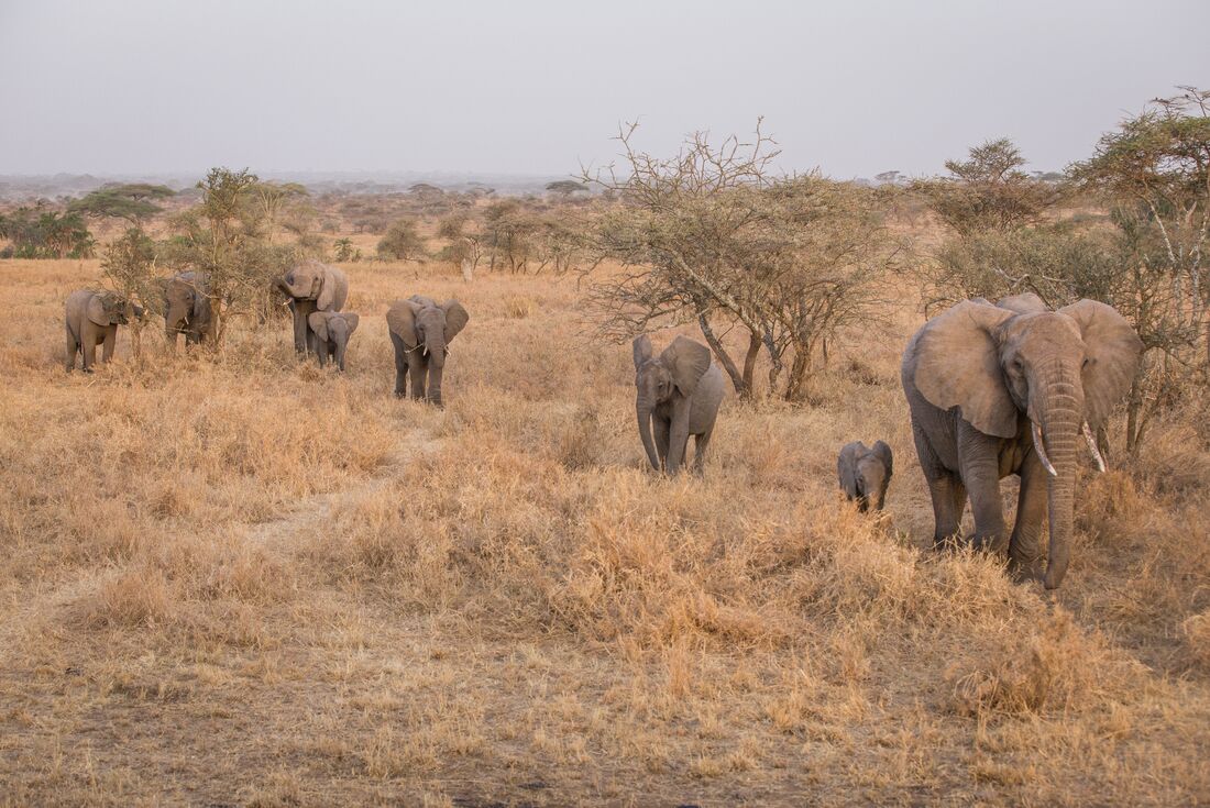 Elephant herd wanders through the Serengeti 