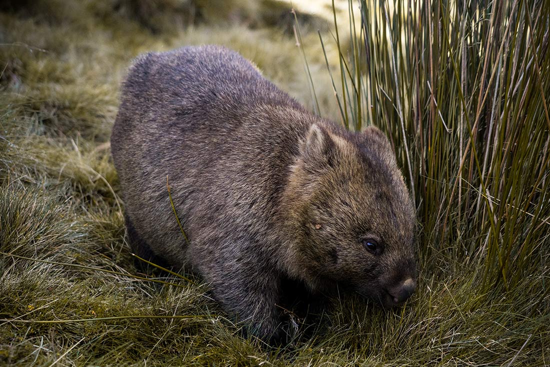 PUKT - Close up of a Wombat, Cradle Mountain, Tasmania 
