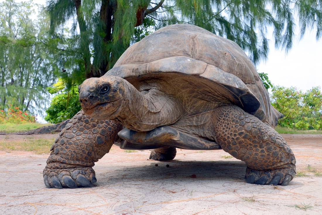 Giant tortoise walking, Galapagos Islands, Ecuador