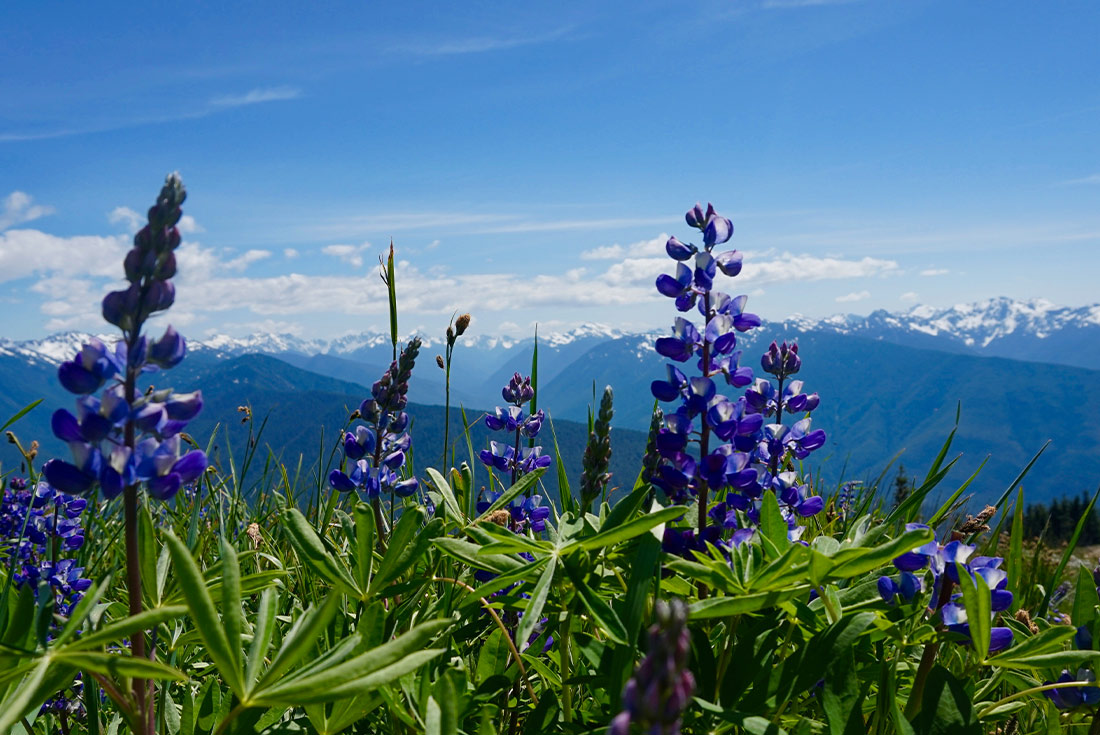 Wildflowers in Olympic National Park, Washington, USA