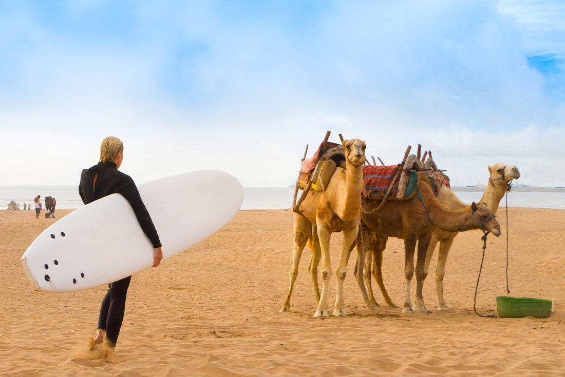 Female traveller with surfboard and camel in the background in Essaouira, Morocco