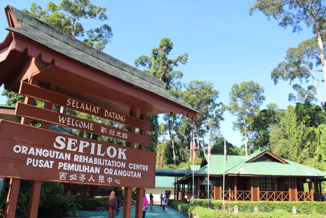 Spend some time at the Sepilok Orangutan Sanctuary in Borneo