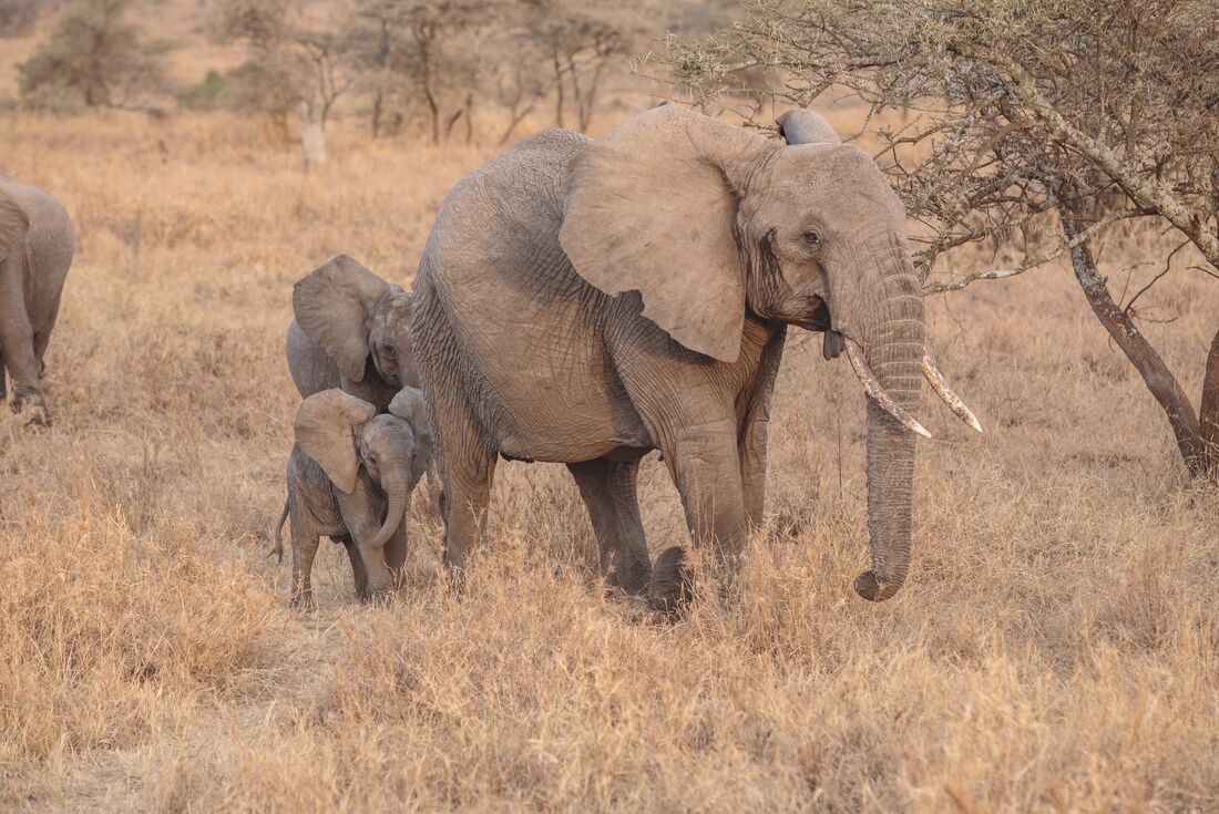 Elephant with young in Serengeti National Park