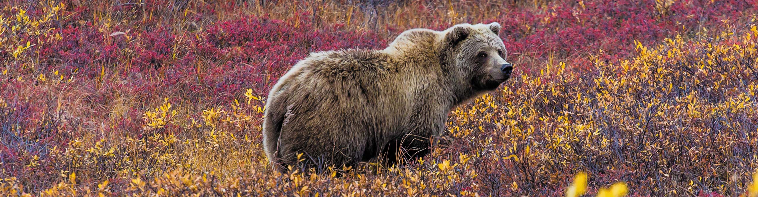 Grizzly bear walking through red and yellow foliage in Denali National Park, Alaska, USA