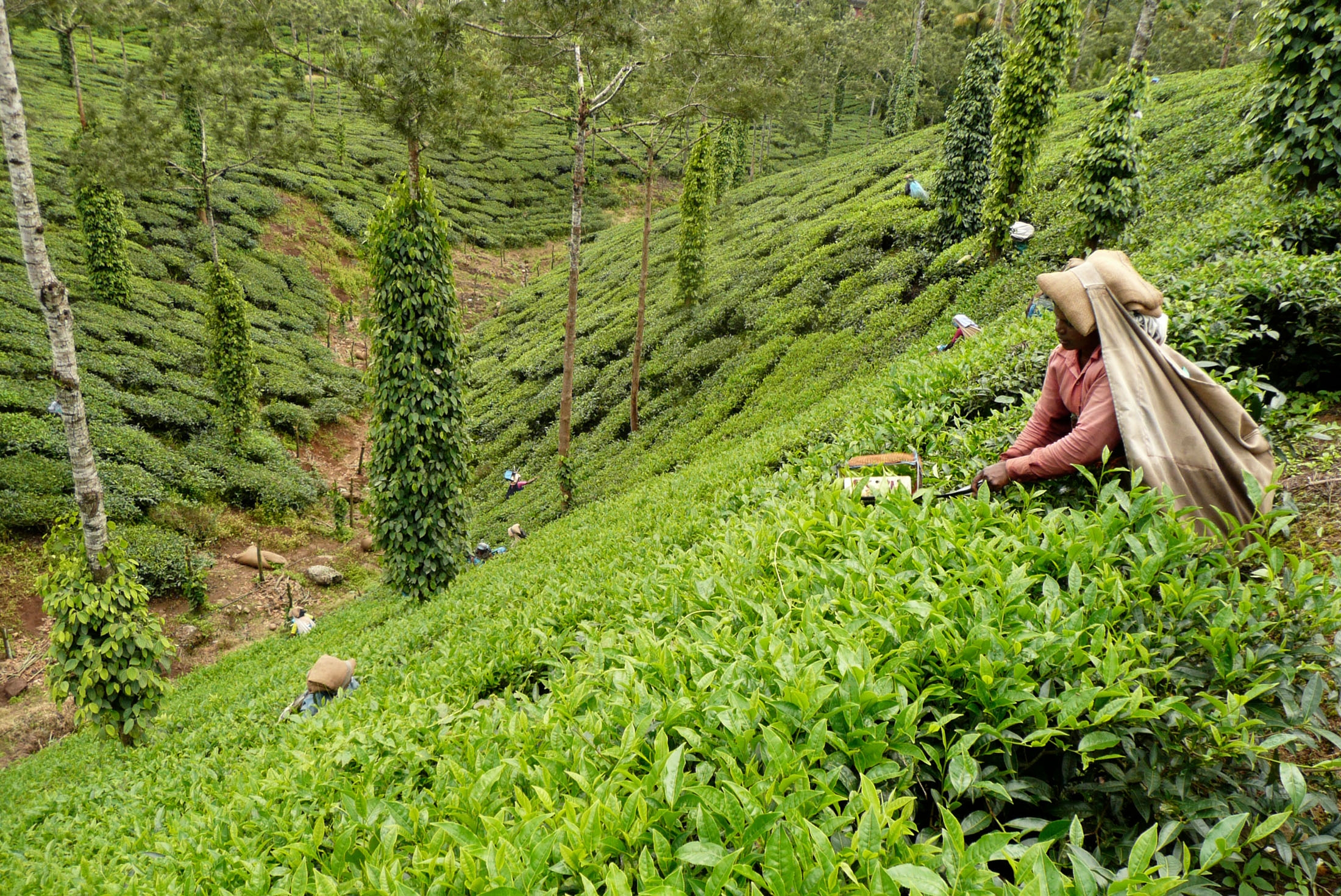 Tea plantation hills, Kerala, India