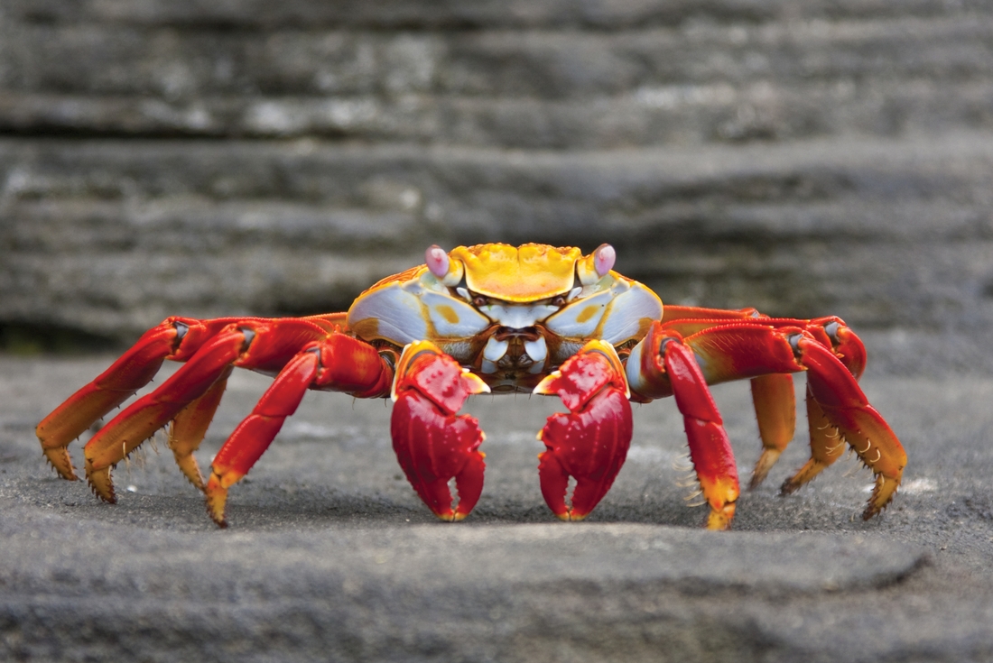 Sally-lightfoot crab, Galapagos Islands, Ecaudor