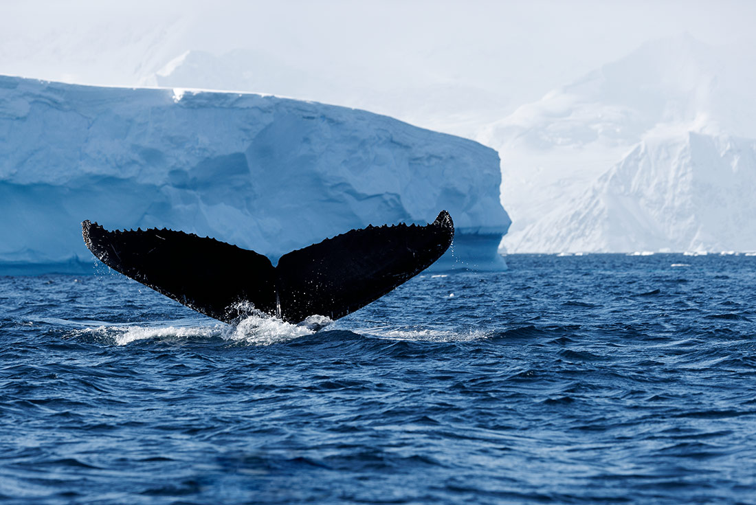 Whale spotting in Antarctica with icebergs in the background