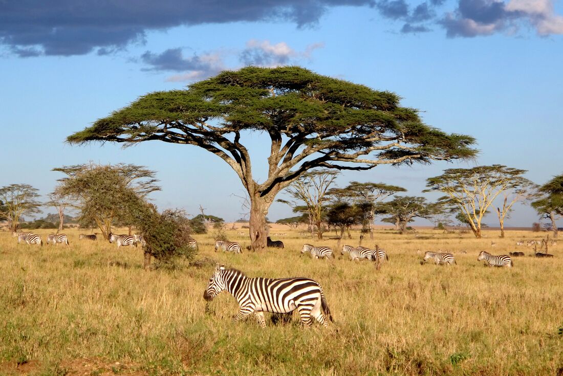 Zebras migrate through the Serengeti