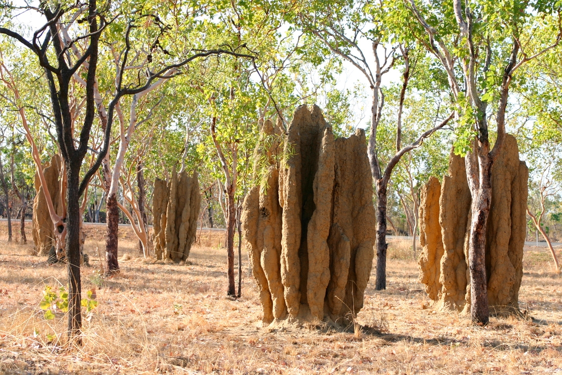 australia_litchfield_termite-hills