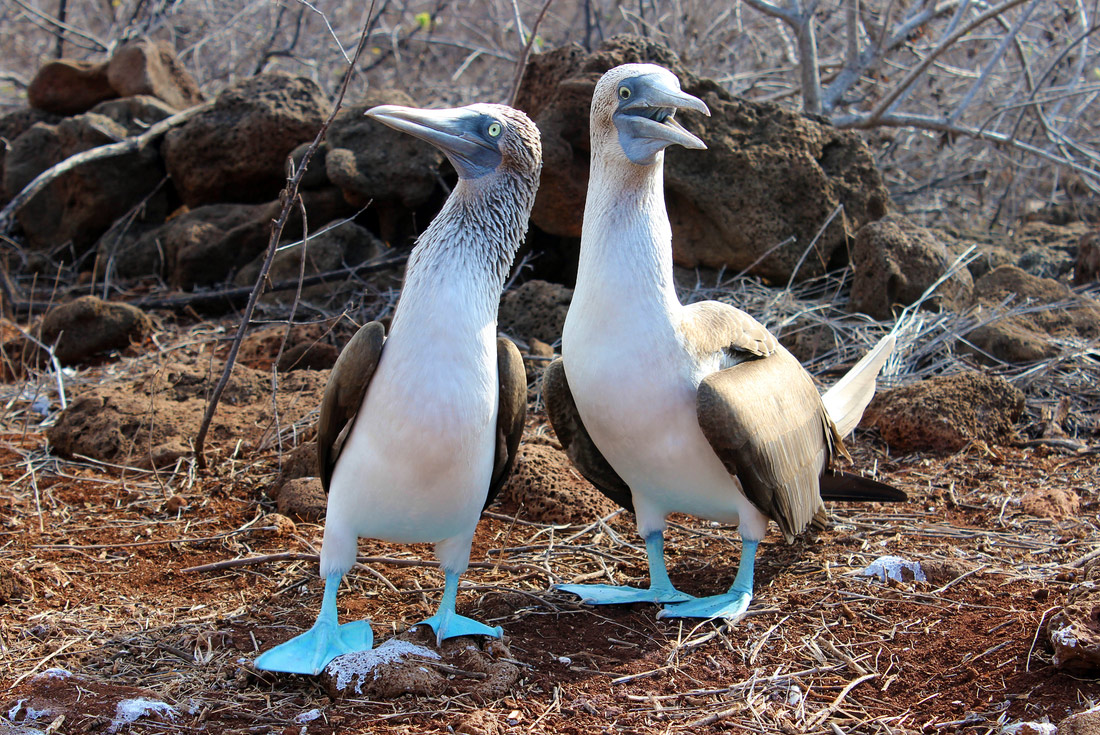 Pair of blue footed boobies, Galapagos Islands