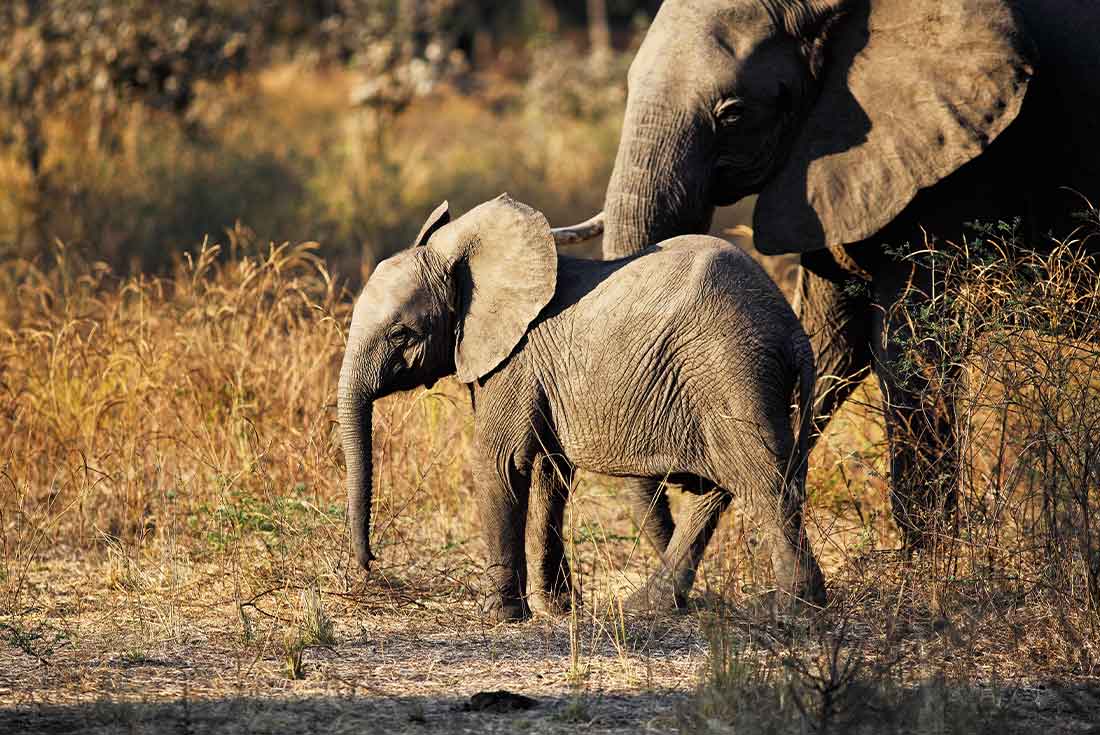 Baby elephant and mother in Luangwa National Park, Zambia