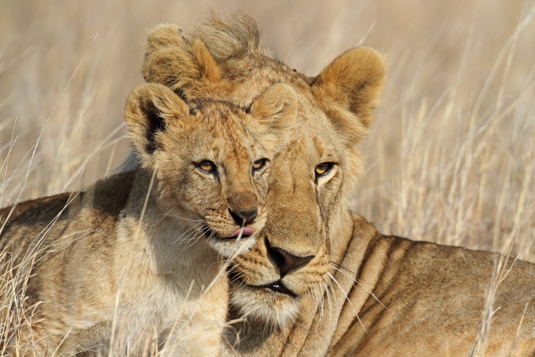 Tanzania Serengeti NP Lion and cub
