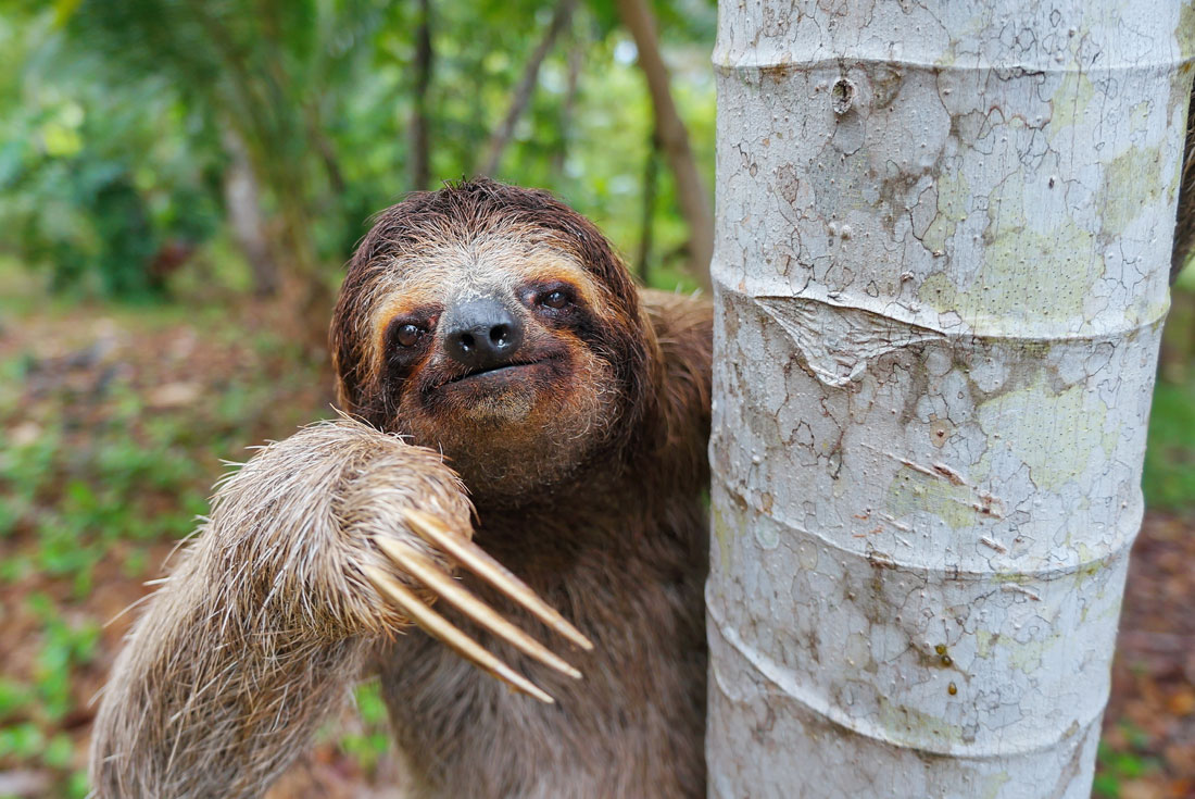 Costa rica sloth tree jungle smile claws