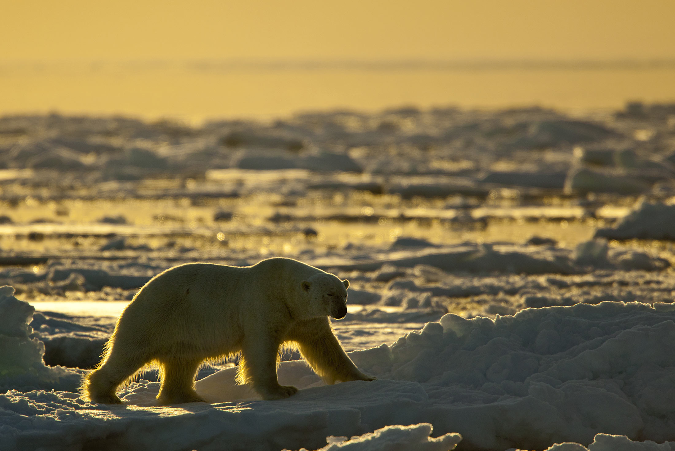arctic-greenland-polar-bear