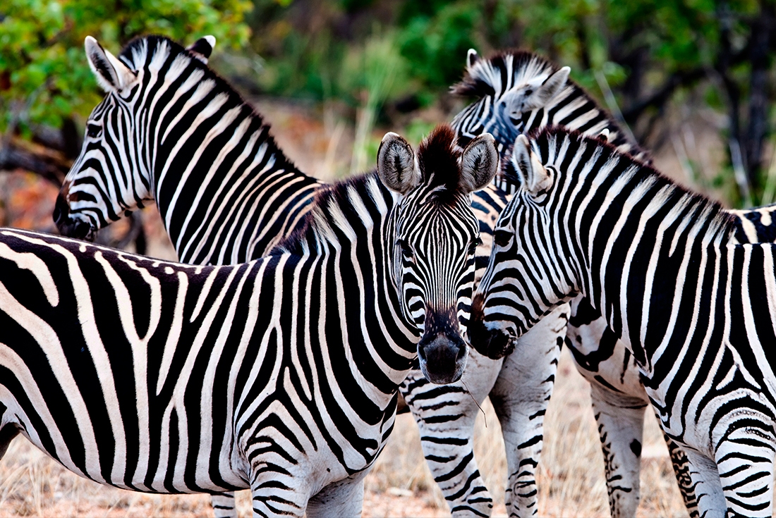 south africa kruger national park zebras