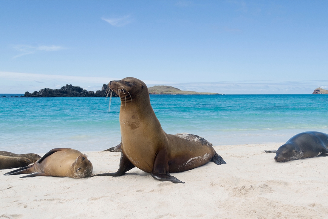 GGSFC_seals_beach_galapagos