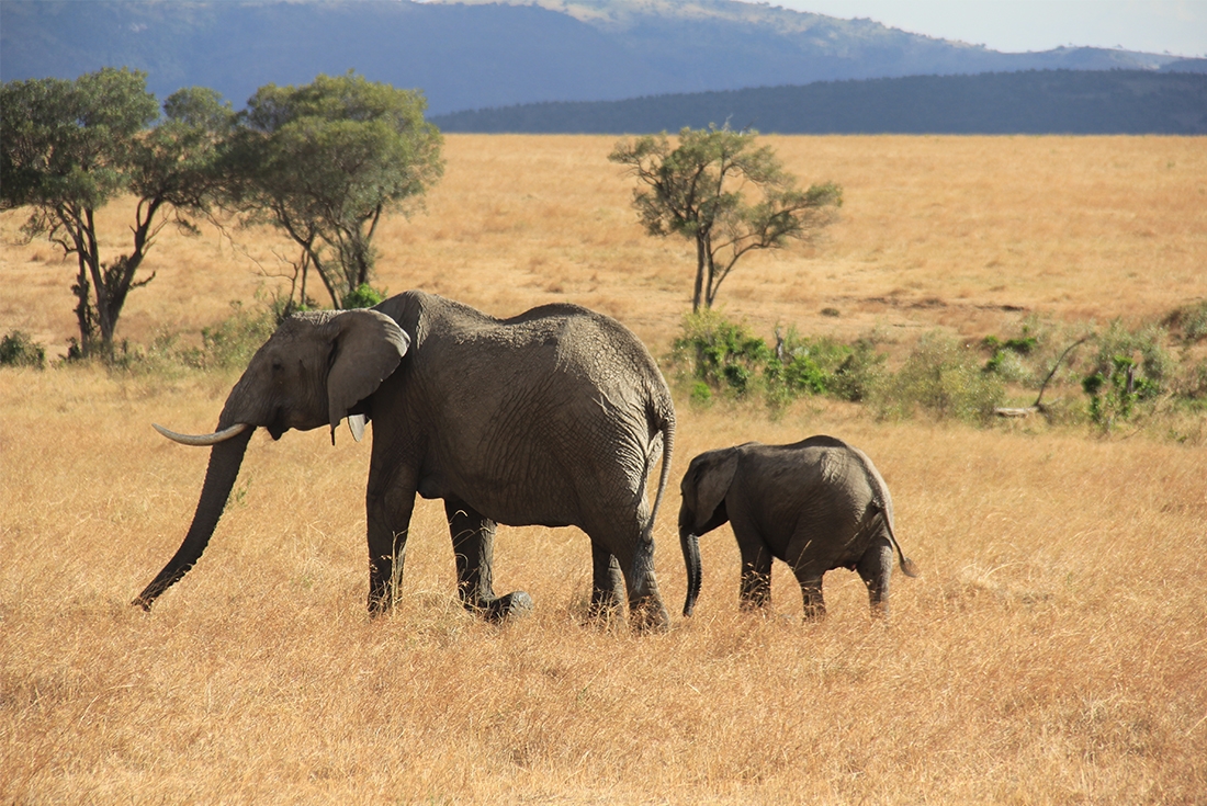 kenya masai mara national park elephant mother child walk