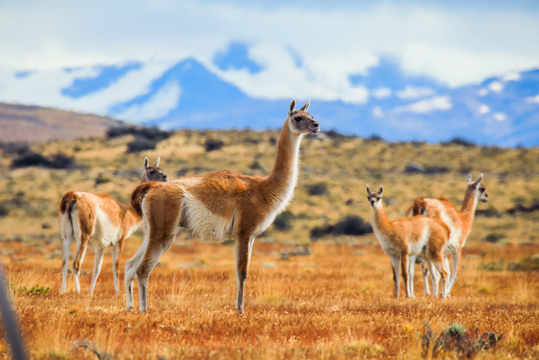 Wild guanaco in Torres del Paine NP, Patagonia, Chile