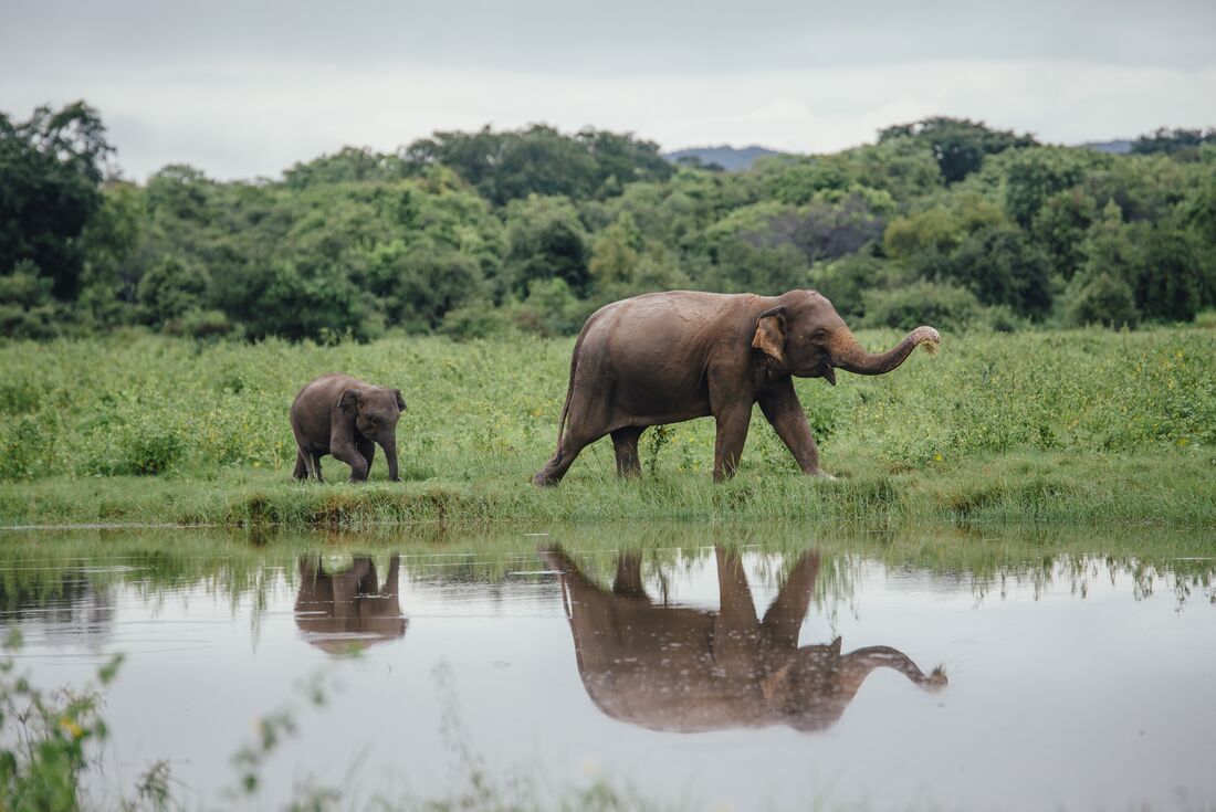 Wild elephants in Wasgamuwa National Park, Sri Lanka