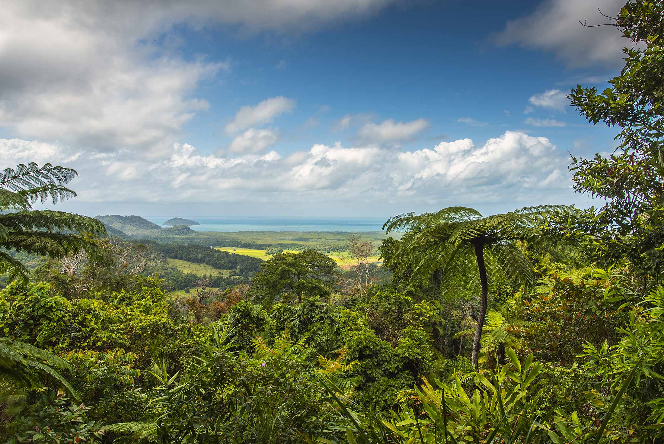 australia_queensland_cairns_daintree-rainforest