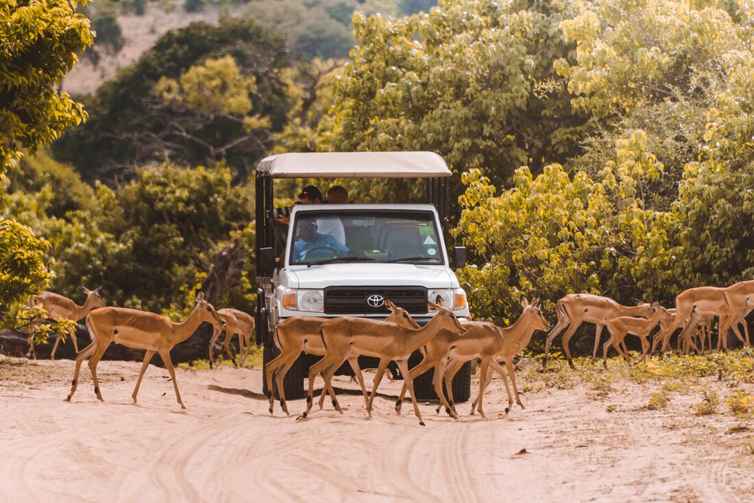 BOTSWANA-Chobe-National-Park-impala-crossing