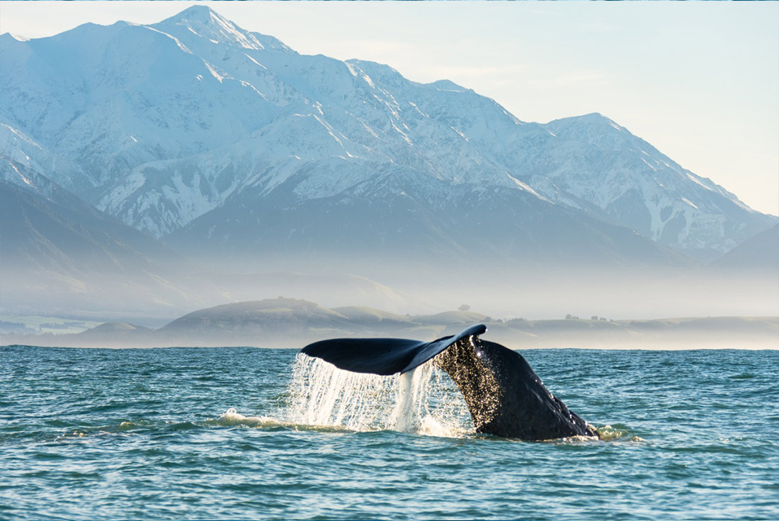 Whale watching Kaikoura, South Island, New Zealand