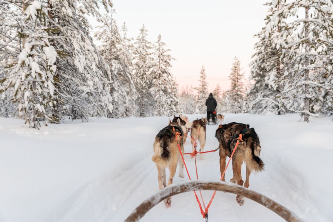 Travellers enjoy husky ride in the thick of winter in Finland