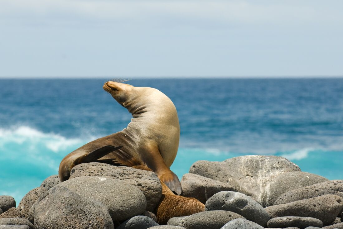 galapagos_sea-lion_rocks-sunning 