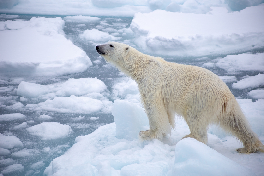 Polar bear in Svalbard. 