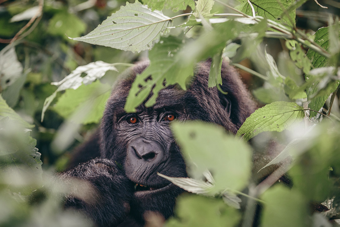 The majestic mountain gorillas of Uganda