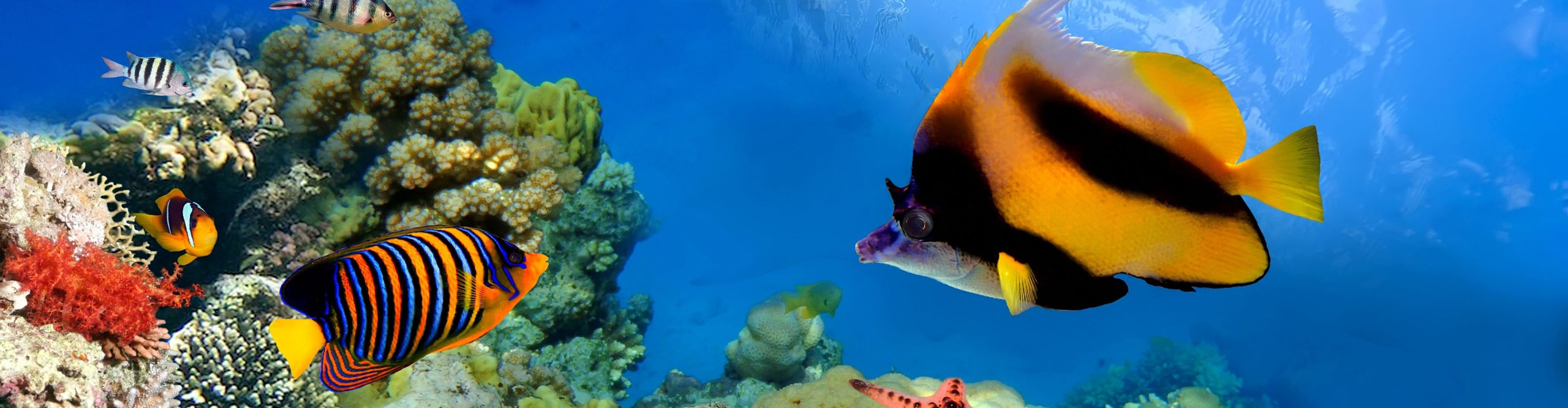 Tropical fish underwater in the Great Barrier Reef, Queensland, Australia 