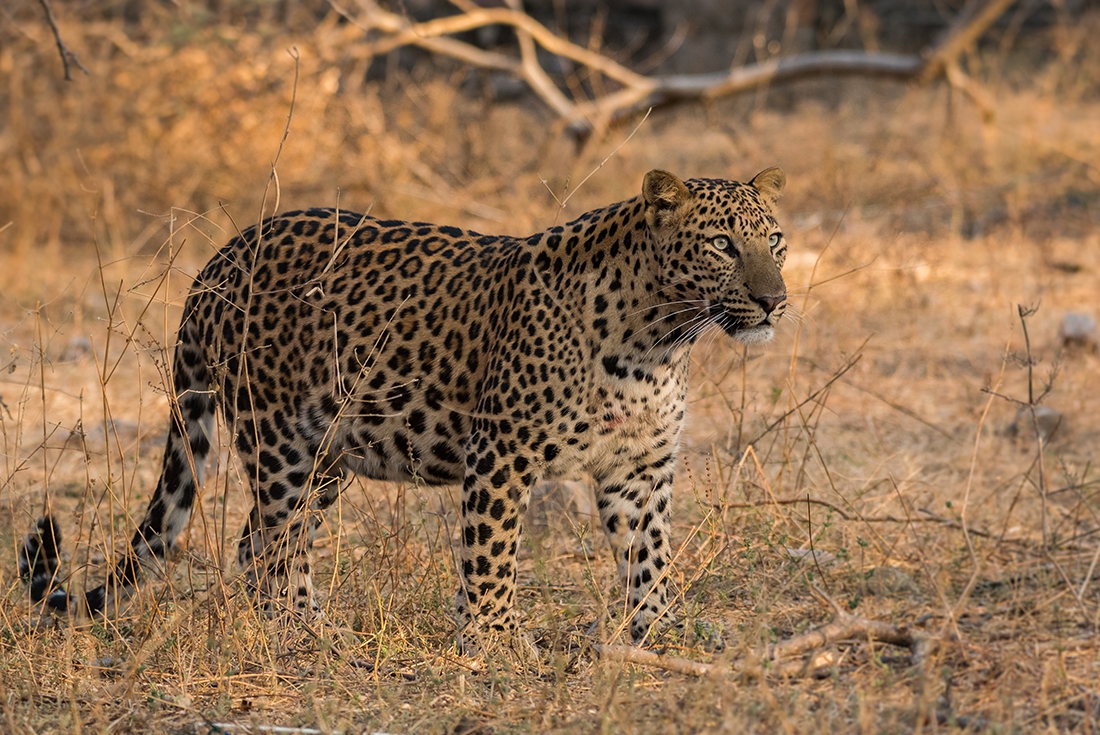 leopard_india