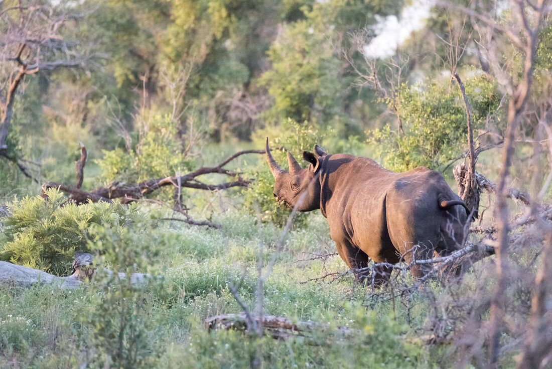 Rhino stands in trees in Kruger National Park