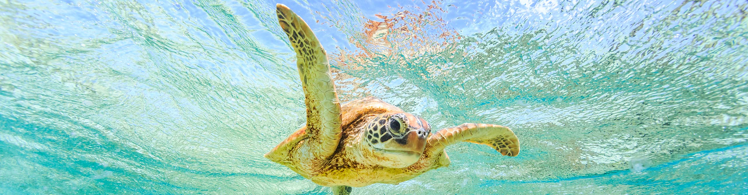 Sea turtle giving a high five underwater, Queensland, Australia 