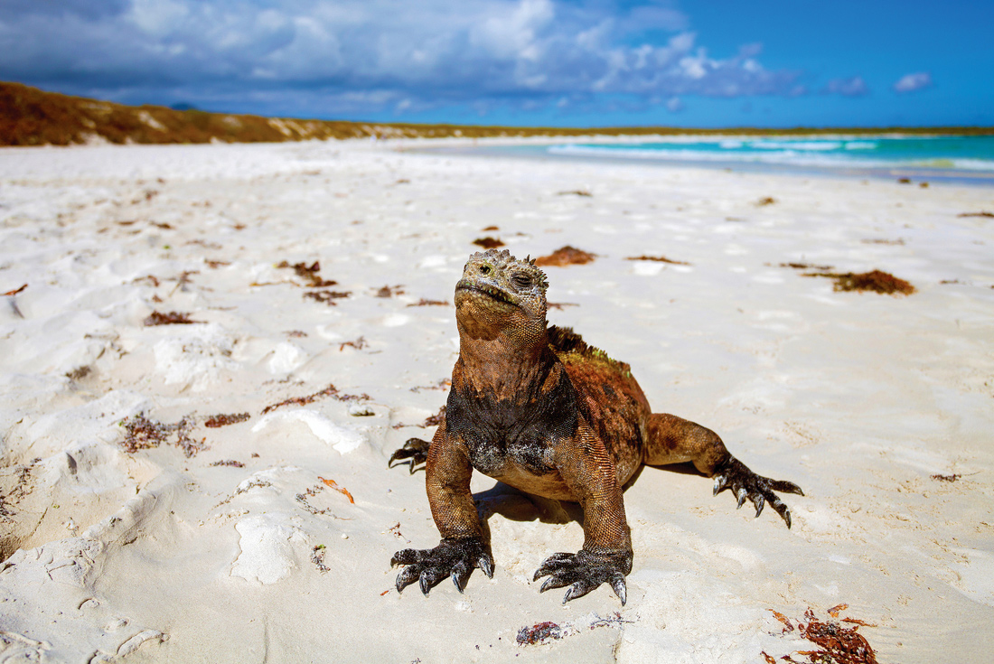 Marine iguana sunbathing on beach, Galapagos Islands