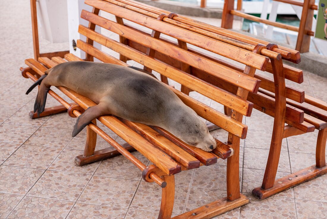 Sea lion sleeps on bench on the marina 