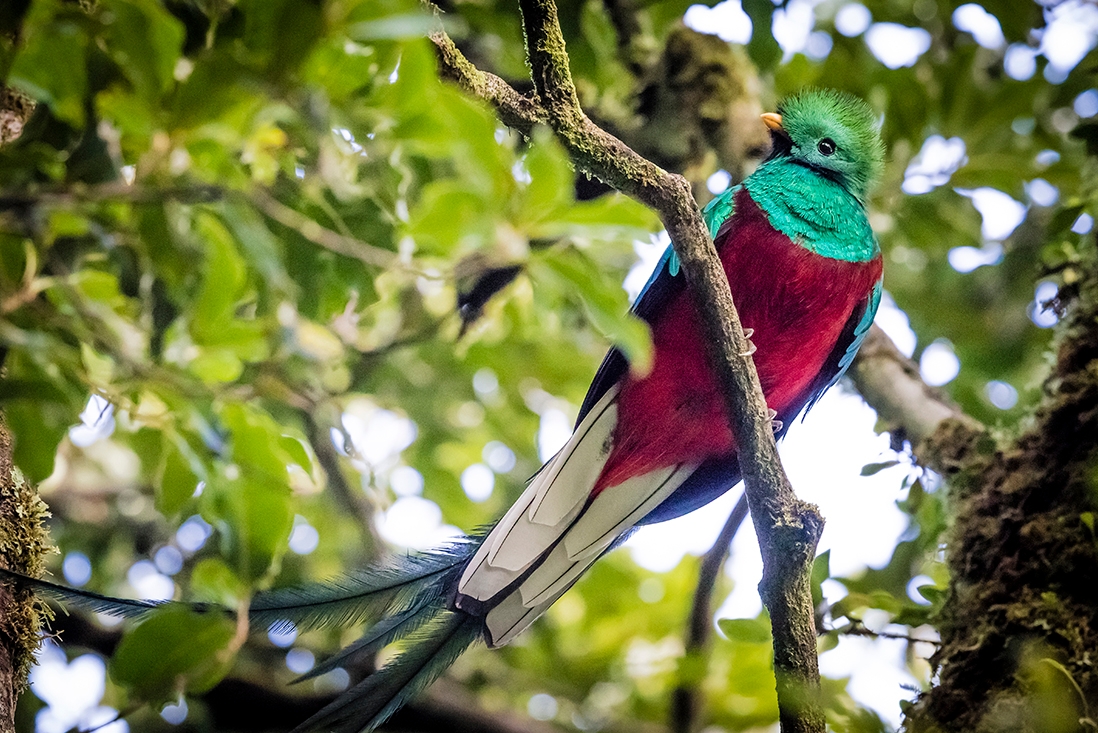 Resplendent quetzal, Monteverde Cloud Forest Wildlife Reserve, Costa Rica