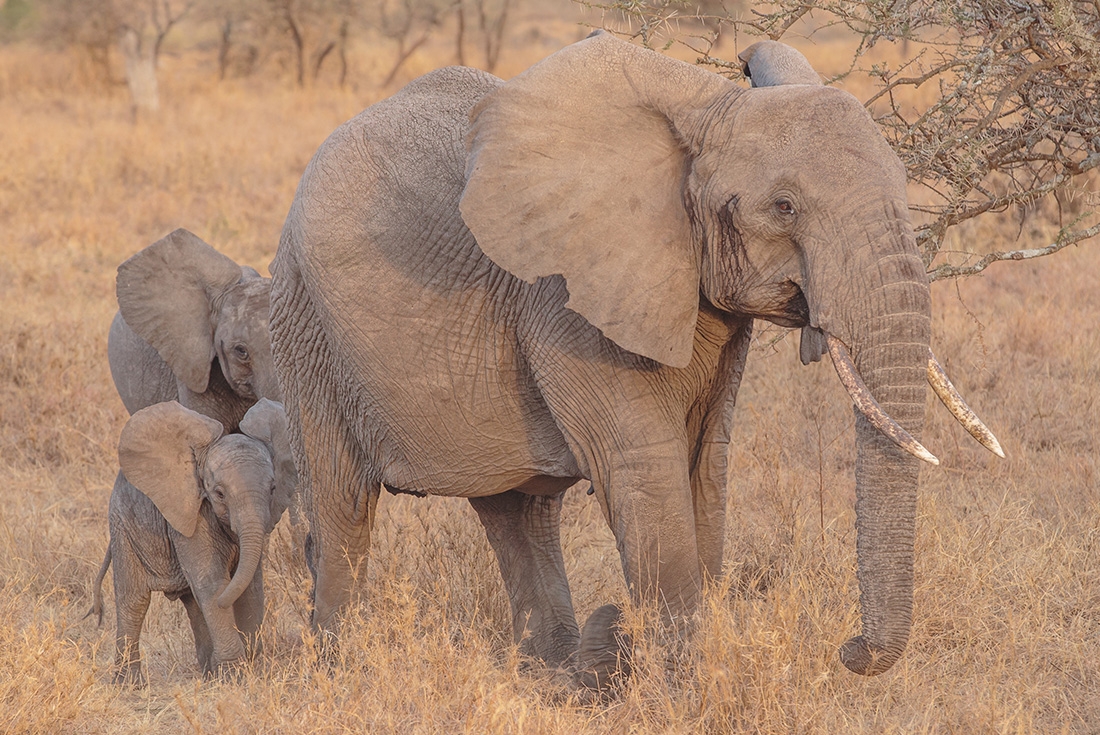 Family of Elephants in Serengeti National Park, Tanzania
