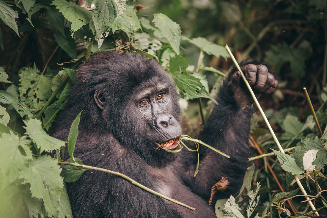 YGPU - Steps away from a gorilla at Bwindi forest in Uganda