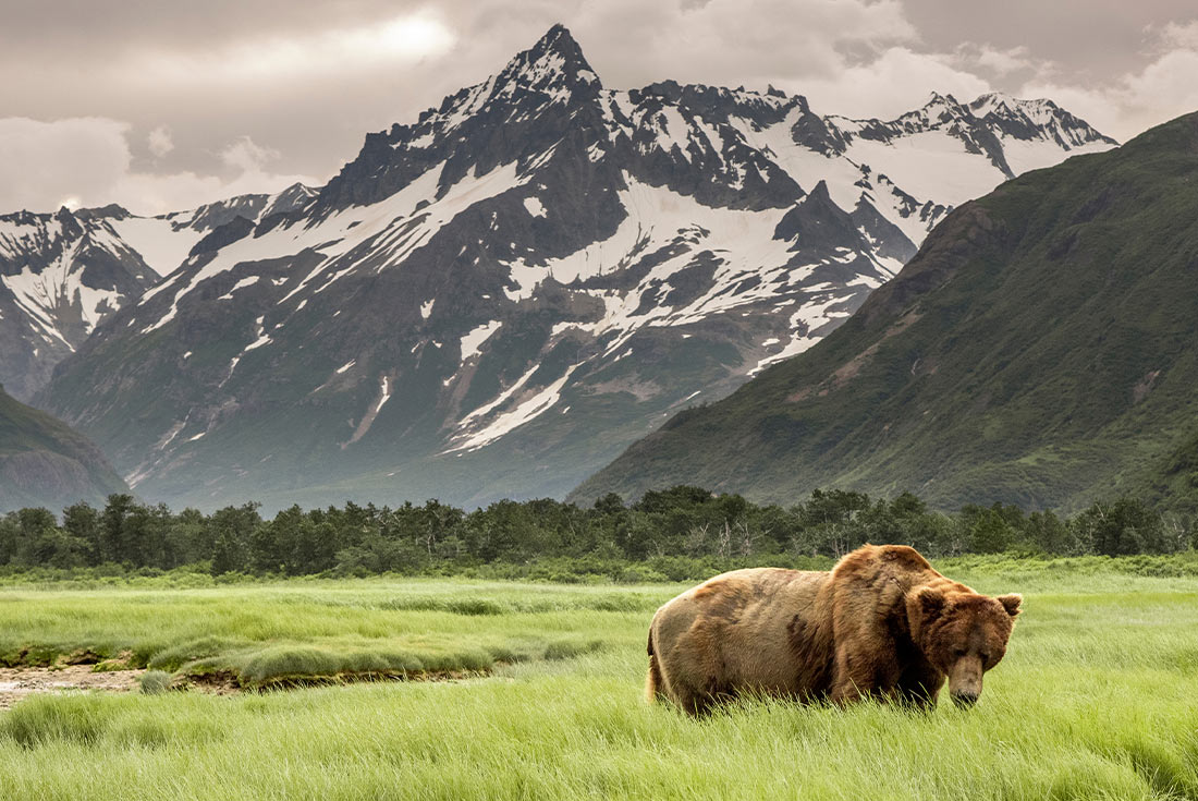 Grizzly bear spotted in Denali NP with mountains in the background, Alaska