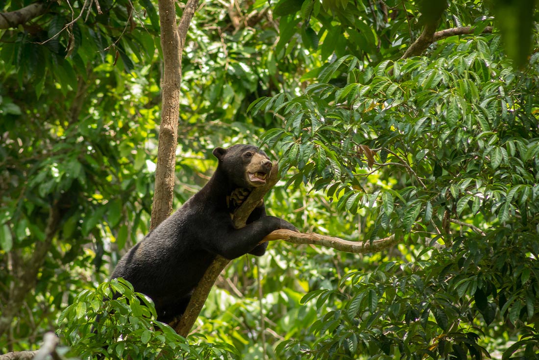 A wild sun bear relaxing in a tree, Borneo, Malaysia