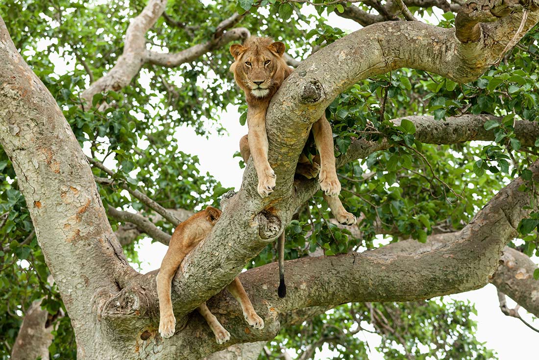 Lions resting on the tree. Queen Elizabeth National Park, Uganda